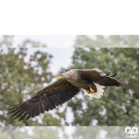 گونه عقاب دریایی دم سفید White tailed Eagle